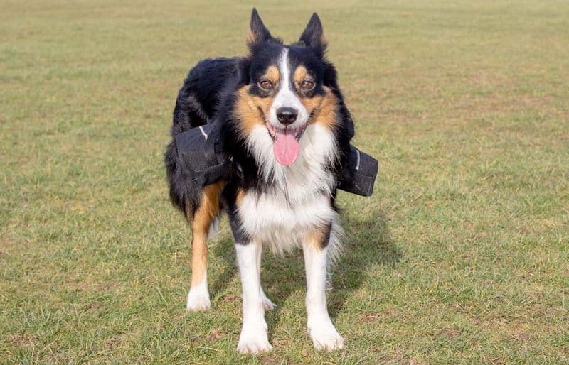 Doggy poo backpack