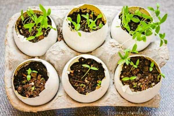 Eggshell herb garden