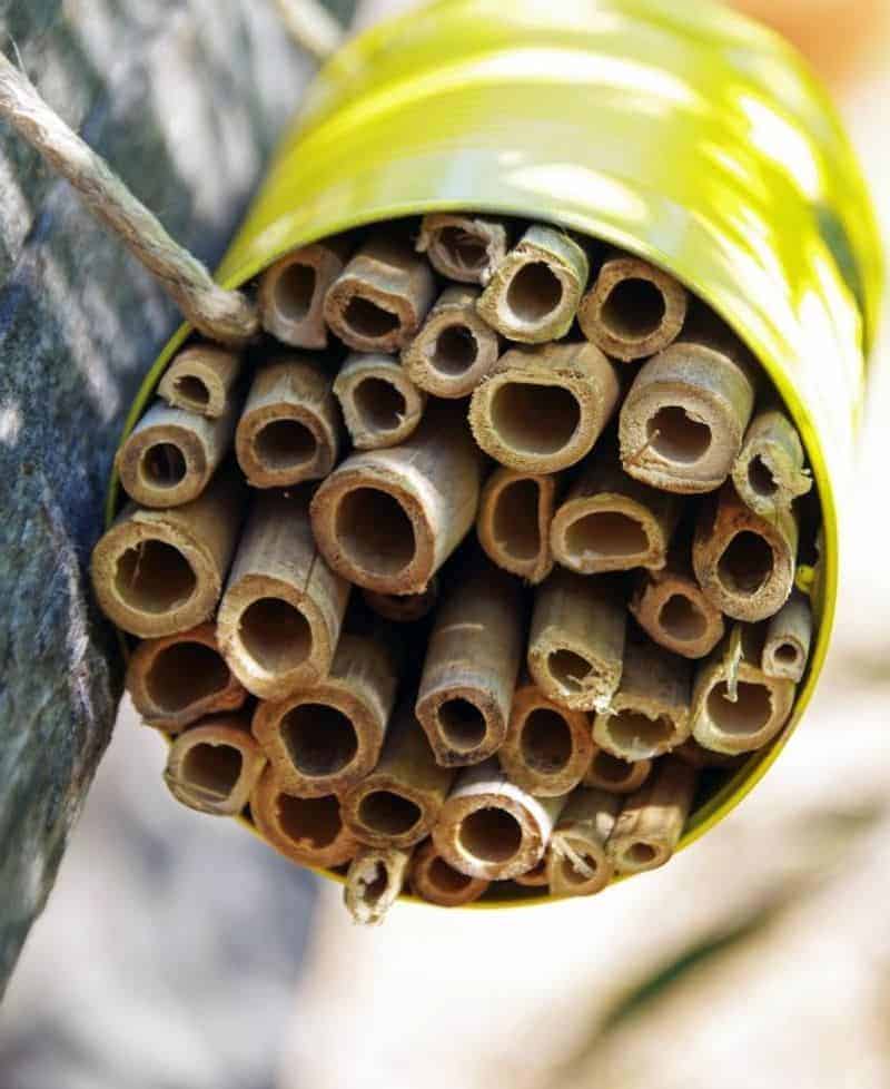 Earth Day bee house