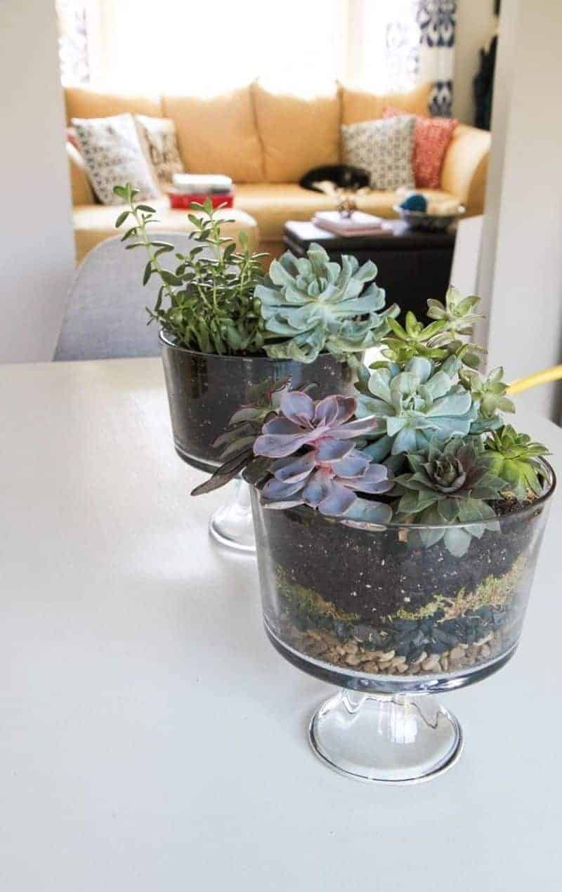 DIY succulent terrarium