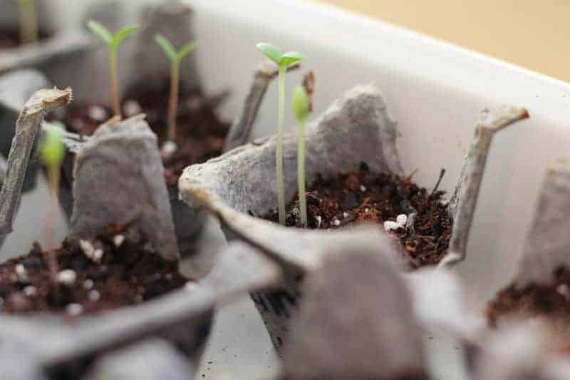 Growing seedlings in egg carton