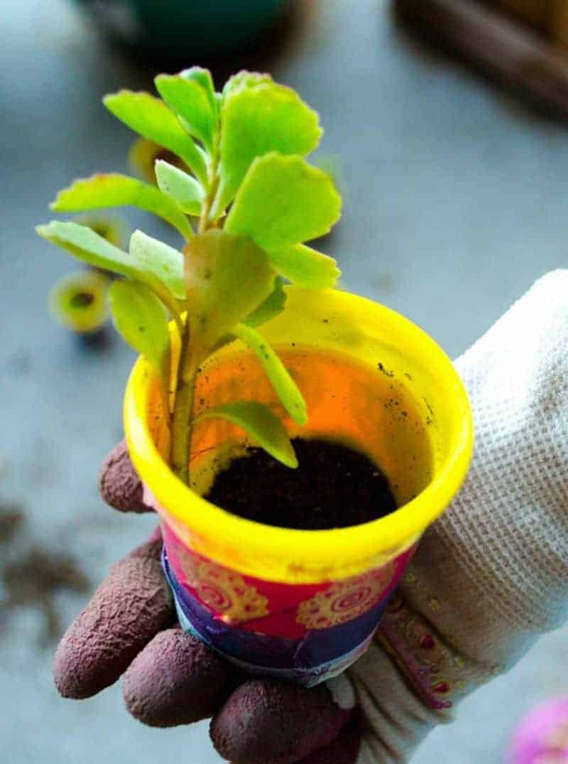 Earth Day DIY planter for kids