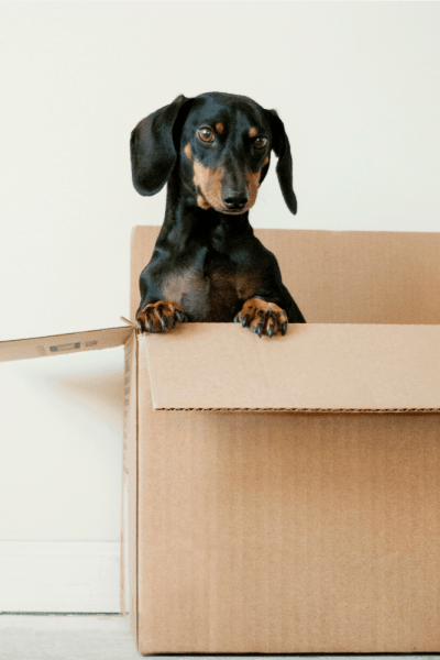 A dog in a free box