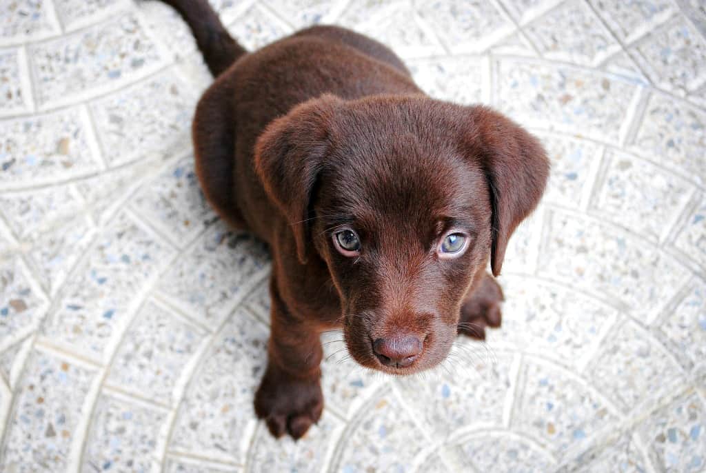 A cute brown dog looking for a pet sitter on Rover.