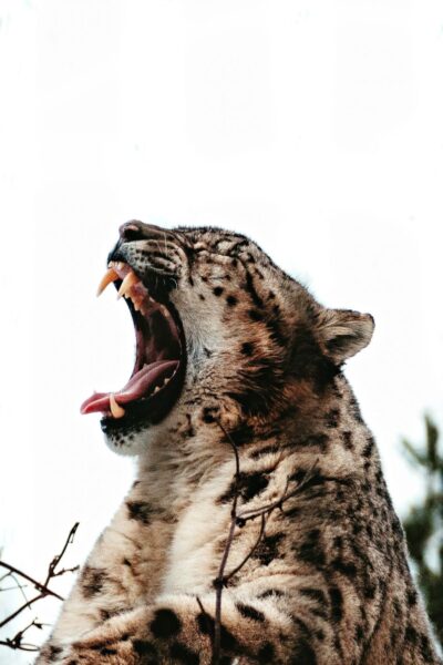 A leopard yawning
